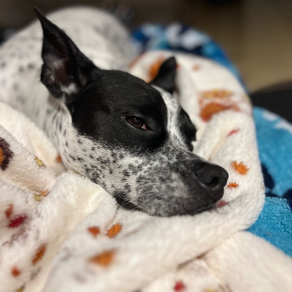 Meet your Posher, Shannon - Picture 4 of 4